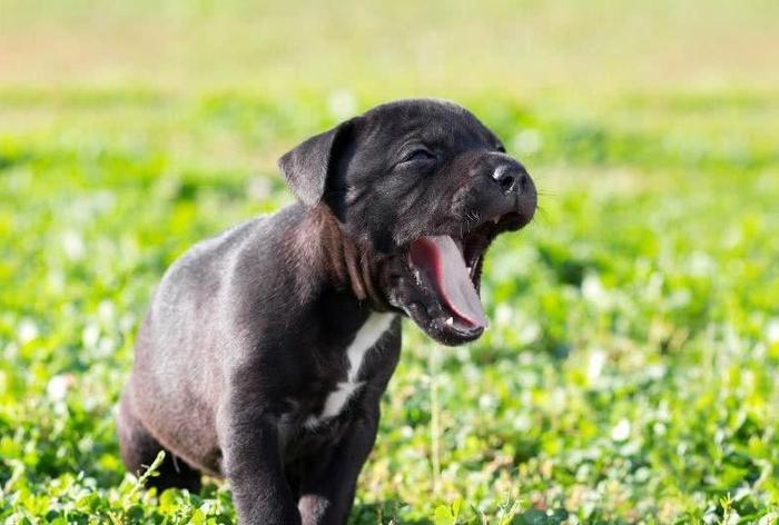 如何预防以及治疗狗狗呕吐最有用的方法