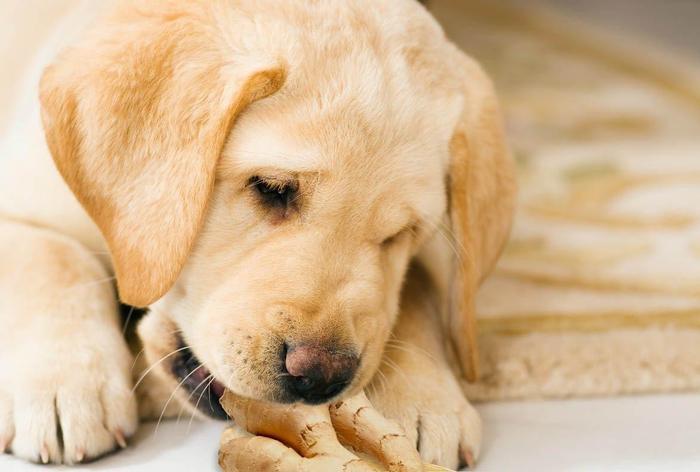 如何预防以及治疗狗狗呕吐最有用的方法