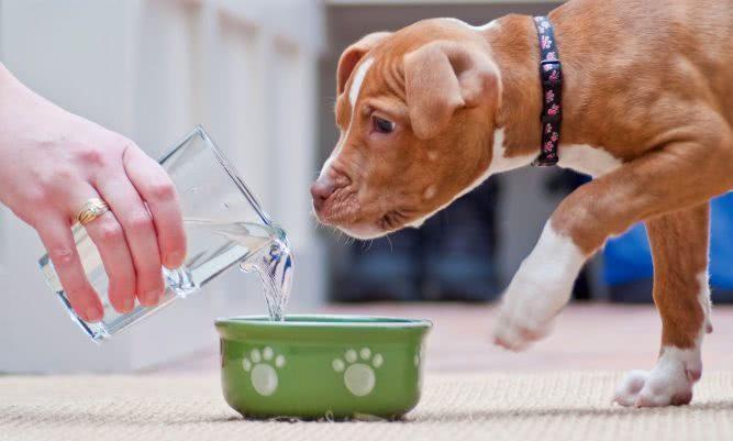 如何预防以及治疗狗狗呕吐最有用的方法