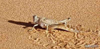 ​古代农民为什么不吃蝗虫来救灾呢？前243年7月29日秦国发生蝗灾