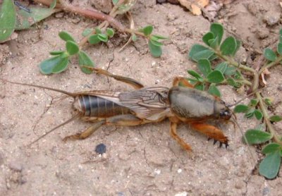 ​农民朋友最讨厌的害虫之一，城里人却把它当美食