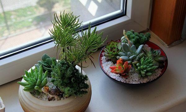 多肉怎么砍头？繁殖多肉最快的方式,就得用这种方法