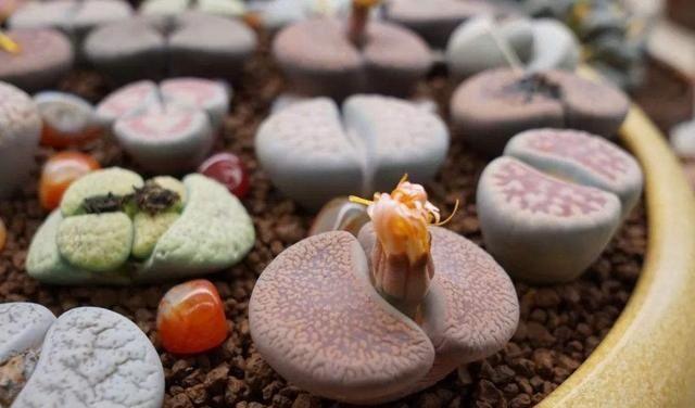 多肉怎么砍头？繁殖多肉最快的方式,就得用这种方法