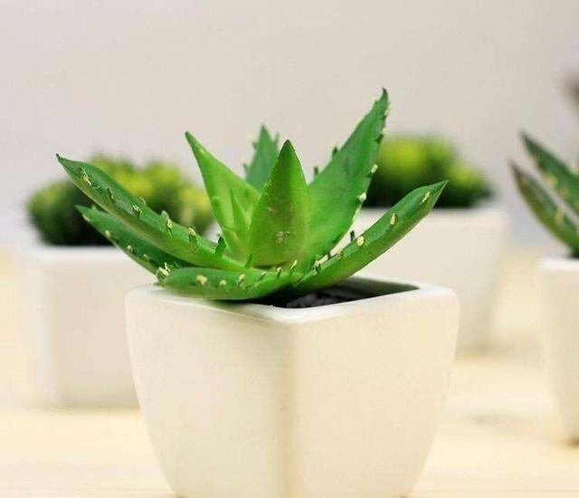 多肉怎么砍头？繁殖多肉最快的方式,就得用这种方法