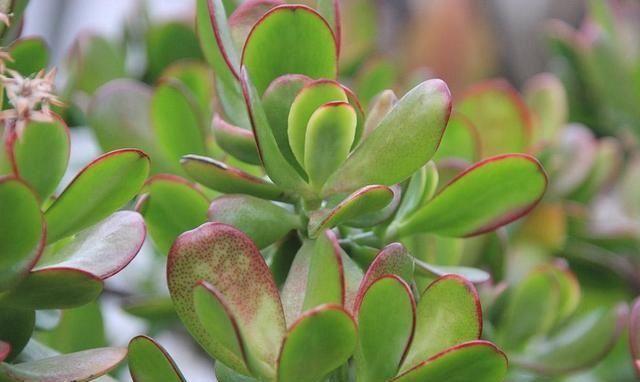 多肉怎么砍头？繁殖多肉最快的方式,就得用这种方法