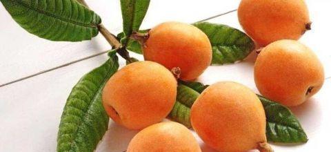 蜂蜜枇杷膏怎么自制好方法全在这儿了