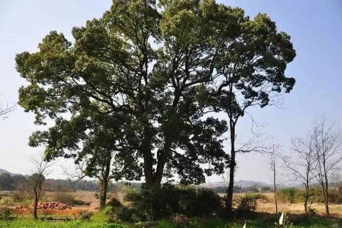 上饶弋阳的这个古镇，不简单！