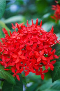 ​龙船花的花语和寓意，有什么传说故事