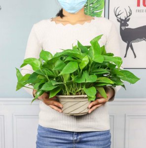 ​绿萝的功效和作用，家里养绿萝有毒吗