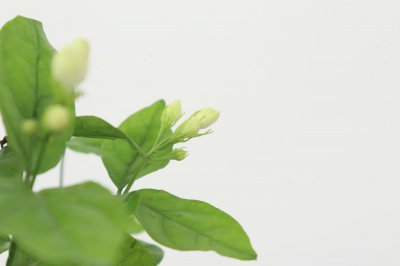 ​茉莉花的花语，茉莉花可以送人吗