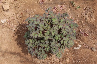 ​牡丹花怎么养护和施肥