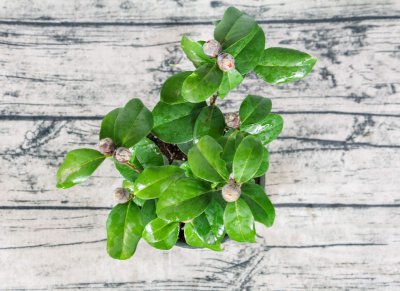 ​山茶花长什么样