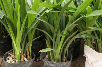 ​无根独苗兰花怎么养，需要深种吗