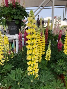 ​羽扇豆秋天怎么养