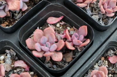 ​94年小鲜肉，与400株花草多肉为伴，活的比女人还美！