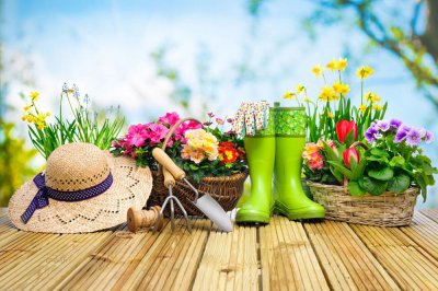 ​花长不大？那是你不会换盆！4类换盆技巧教给你