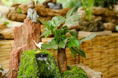 ​绿萝发财树···又黄叶，这么做2天就变绿！