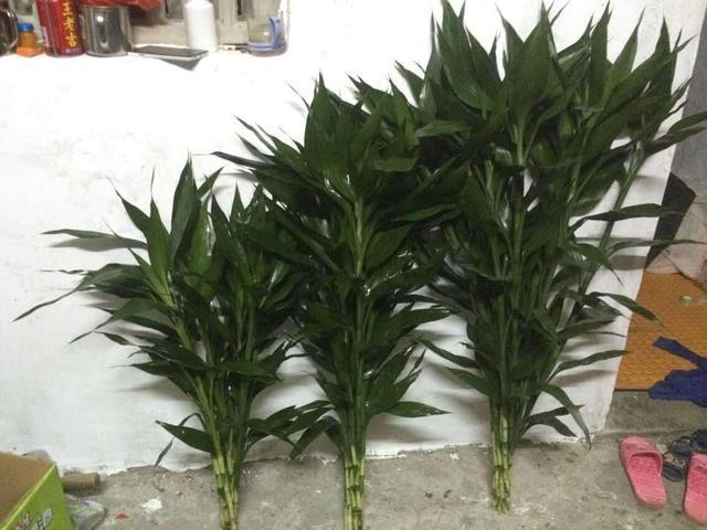 富贵竹开花小“诀窍”，从这3点“入手”，富贵花开才是真富贵竹