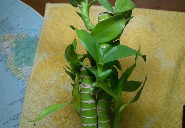 富贵竹开花小“诀窍”，从这3点“入手”，富贵花开才是真富贵竹