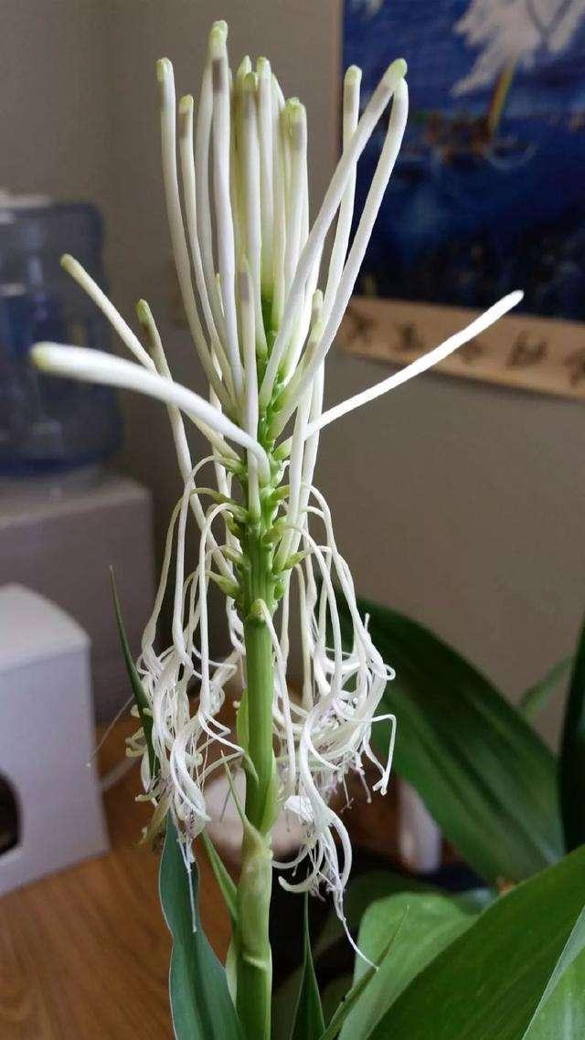 富贵竹开花小“诀窍”，从这3点“入手”，富贵花开才是真富贵竹