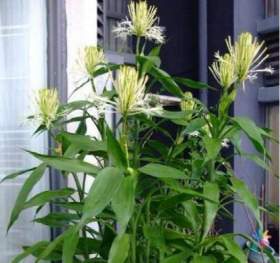 富贵竹开花小“诀窍”，从这3点“入手”，富贵花开才是真富贵竹