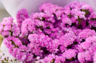 ​勿忘我怎么施肥，这样弄又简单又快！