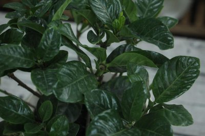 ​栀子花可以泡水喝吗