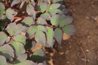 ​牡丹花的传说