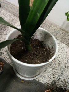 ​只需1招，君子兰文竹…1盆变多盆，再也不用买花了！