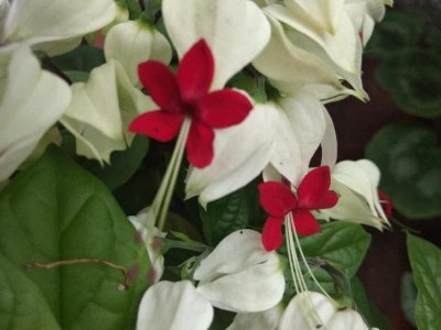 ​这花会吐小珠子，养1盆365天开花，一次开花100朵！