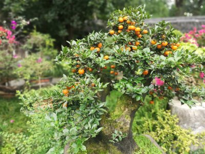 ​珍稀挂果金弹子盆景