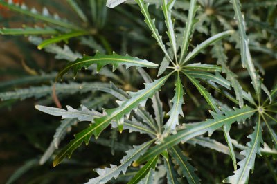 ​孔雀木怎么繁殖