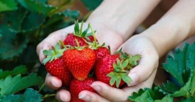 ​一颗800块的“天价草莓”，从不愁卖，制作过程也让人大开眼界！