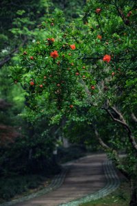​石榴修剪技术要点