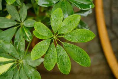 ​鸭脚木怎么播种