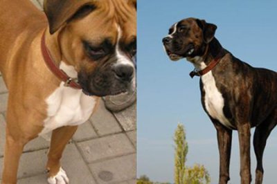 ​拳师犬为什么没人养 几个原因带你探究其中的秘密