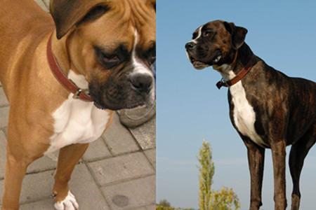 拳师犬为什么没人养 几个原因带你探究其中的秘密