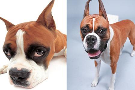 拳师犬为什么没人养 几个原因带你探究其中的秘密