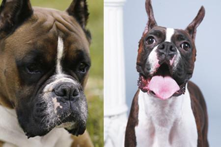 拳师犬为什么没人养 几个原因带你探究其中的秘密