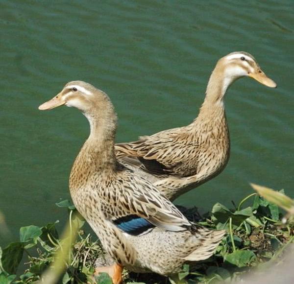 烤鸭才卖20一只，为什么这么便宜，你还敢吃吗？