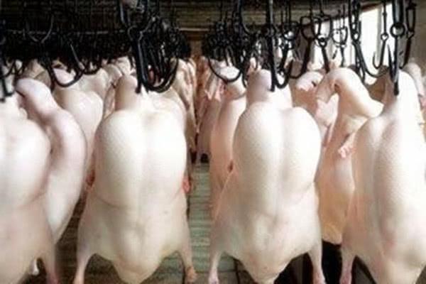 烤鸭才卖20一只，为什么这么便宜，你还敢吃吗？