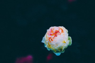 ​月季开1次就停？赶紧加点料，狂冒花苞再开半年！