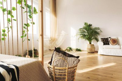 ​招财树叶子发黄怎么办