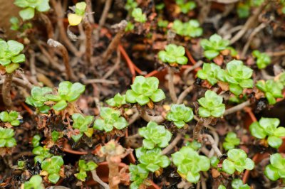 ​多肉植物新手种植入门