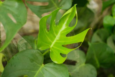 ​龟背竹怎样用气根繁殖