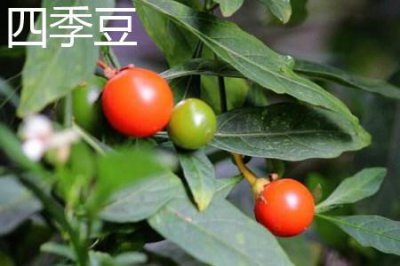 ​四季豆和豆角与什么区别