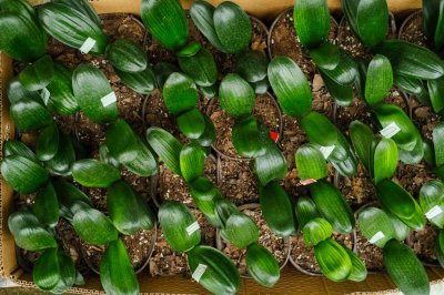 ​怎样养君子兰，养殖方法和注意事项介绍