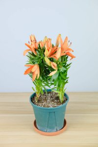 ​百合花的花语是什么，百合花象征着什么