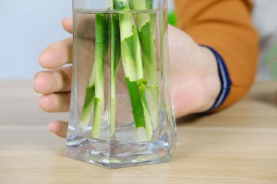 ​富贵竹水里可以养鱼吗