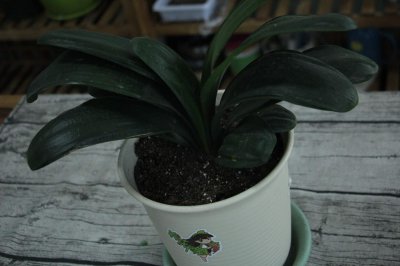 ​君子兰竟能长到1米8,无价之宝,有钱都买不到